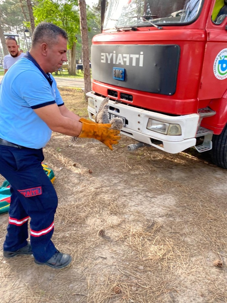 Yuvasından düşen baykuş yavrusunu itfaiye ekipleri kurtardı 