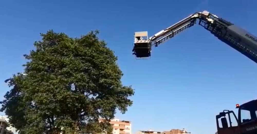 Yuvasından düşen yavru kuşun yardımına itfaiye yetişti 