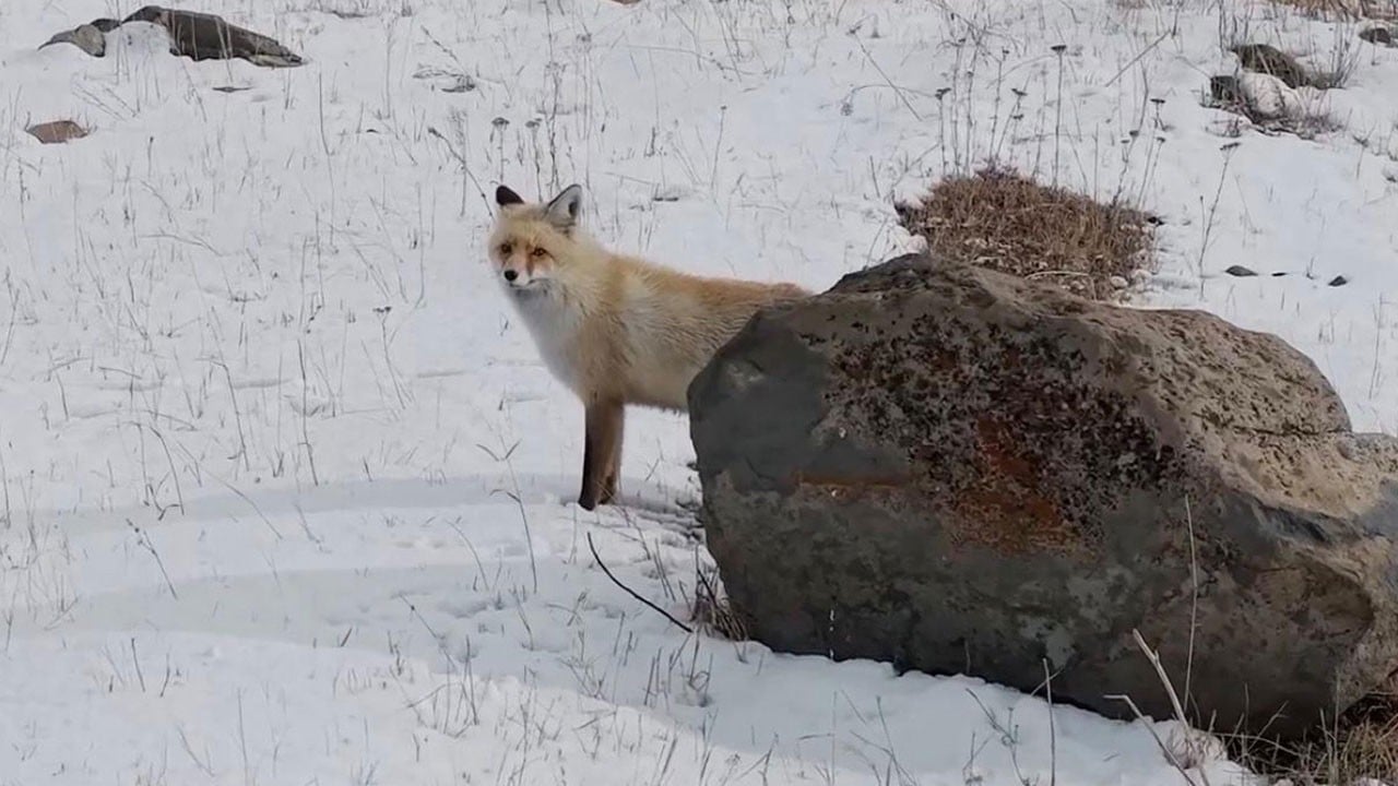 Yuvasını terk etmedi… Kızıl tilkinin drone ile imtihanı