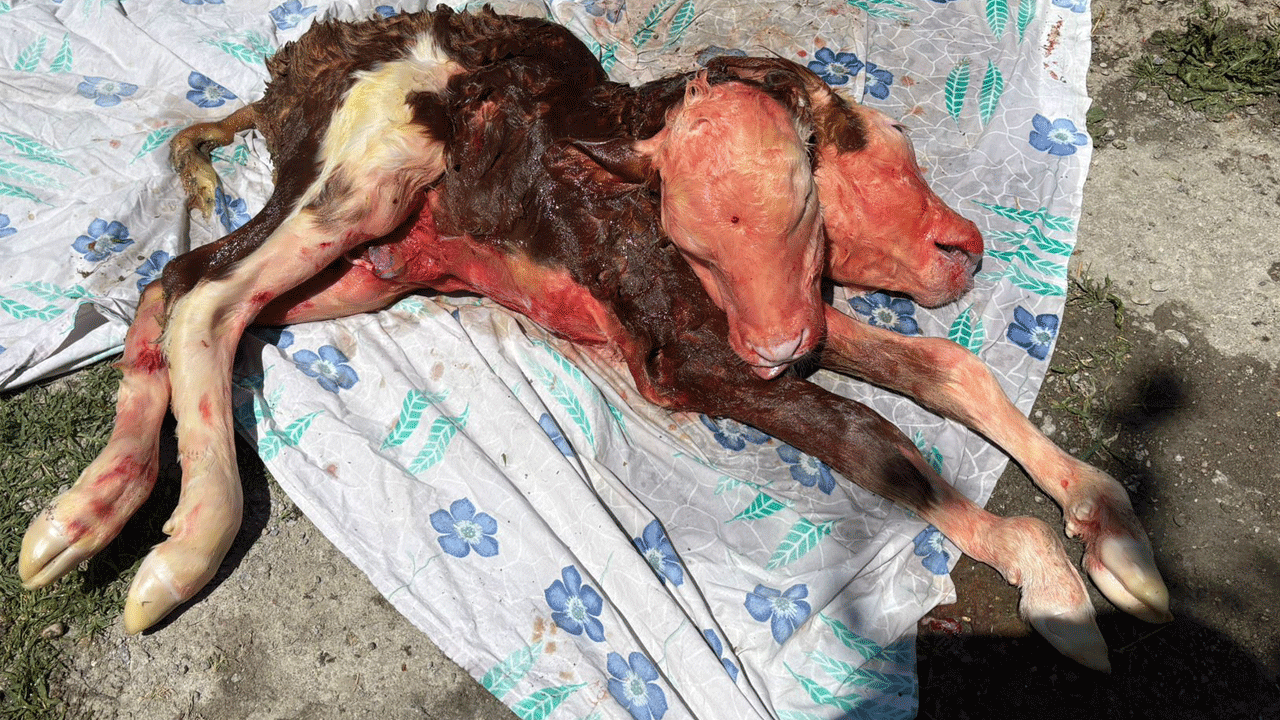 Yüz binde bir görülen olay oldu: Çift başlı buzağı doğdu