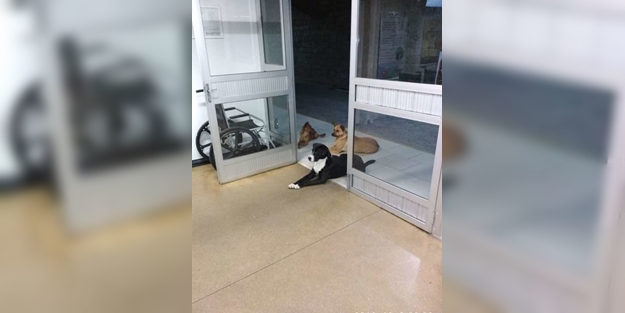 Yüz binlerce kez paylaşıldı: Evsiz adamı hastane kapısında beklediler