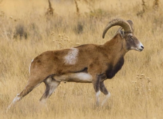 Yüz binlerce lira cezası var! Bu hayvanların yanından geçen yanar