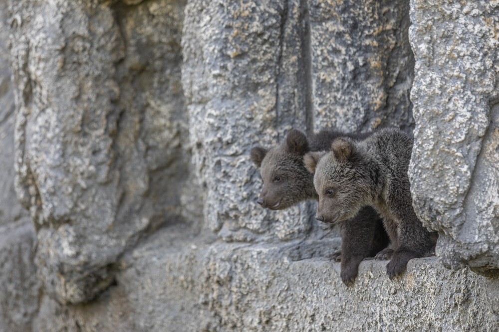 Yüz günlük yavru ayılar Tarsus Doğa Parkı’nın maskotu oldular 