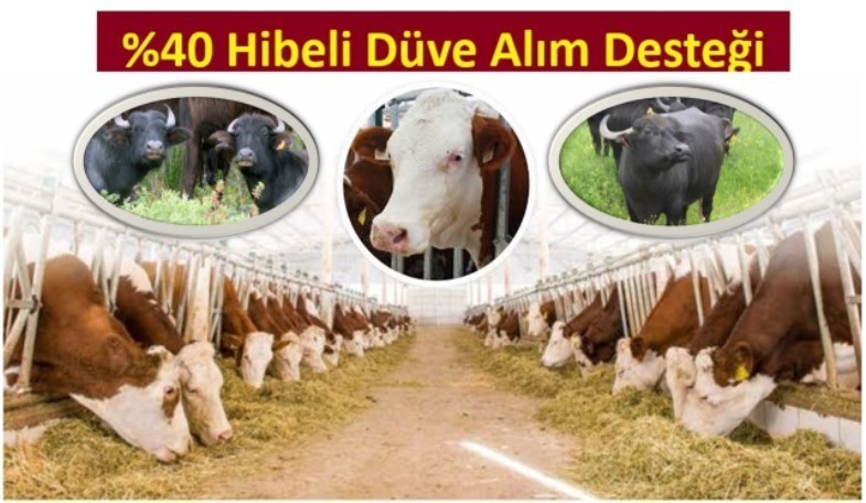 Yüzde 40 hibeli düve alım desteği başvurularında son gün 14 Ocak 