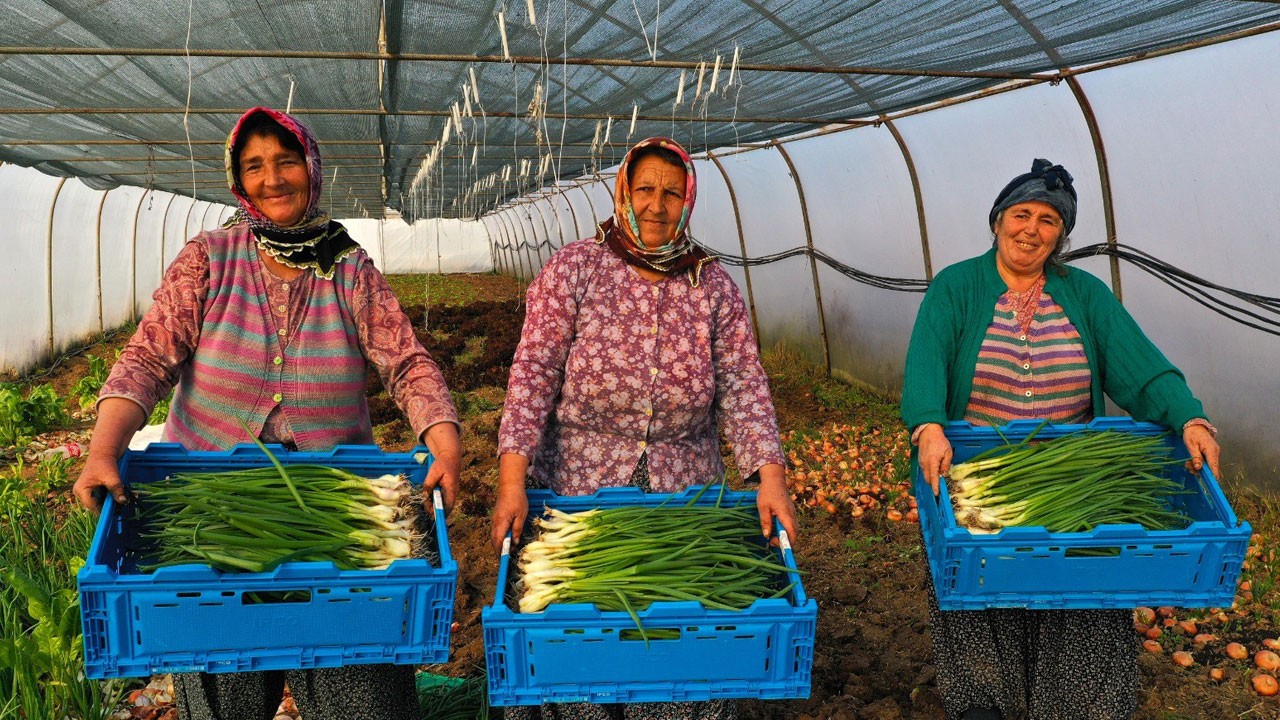 Yüzde 50 hibeli modern sera desteği başvuruları başladı