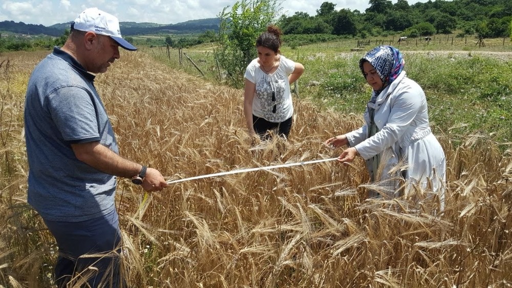 Yüzde 50 hibeli tohum desteği için talep alımları başladı 