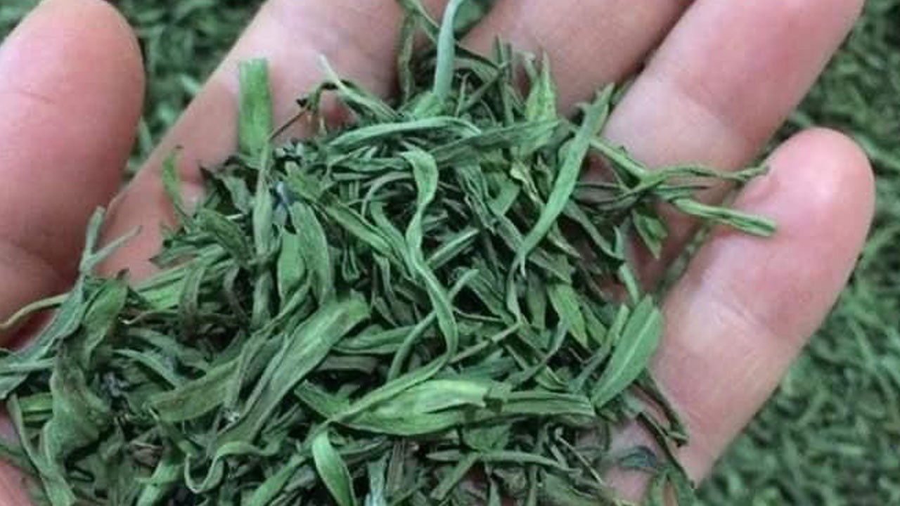 Yüzde 70 devlet destekli tarhun fidesi dağıtılacak