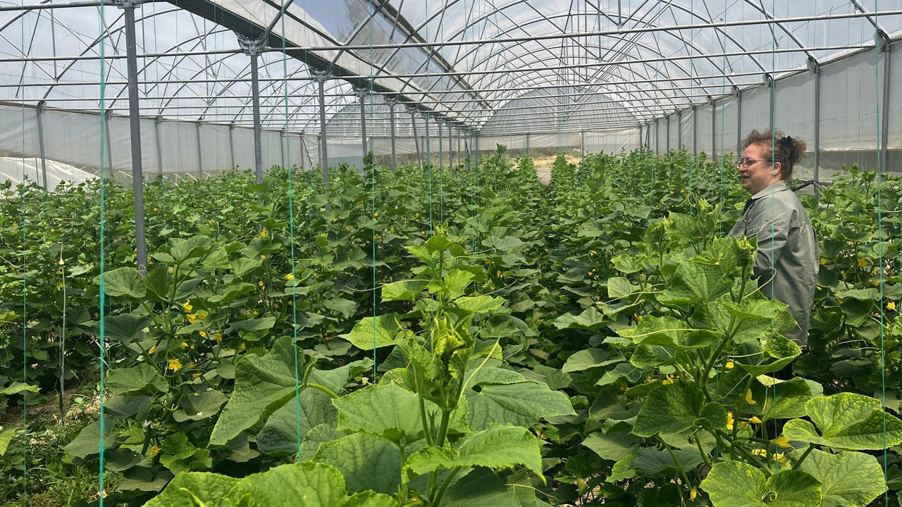 Yüzde 70 hibe desteği! 30 yeni sera üretime geçti!