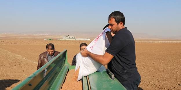 Yüzde 75 hibe desteği! Kırmızı mercimek tohumu toprakla buluştu