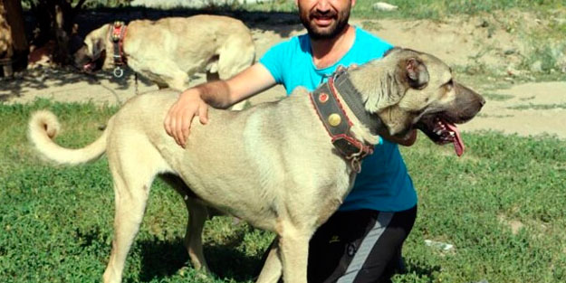 Yüzde yüz yerli! Yavruları daha doğmadan satılıyor