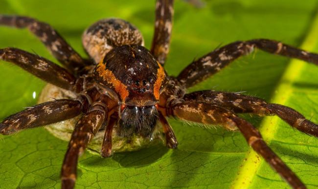 Yüzebilen ve balık yakalayan örümcek türü keşfedildi