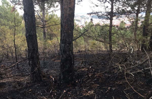 Yüzlerce ağaç küle döndü!