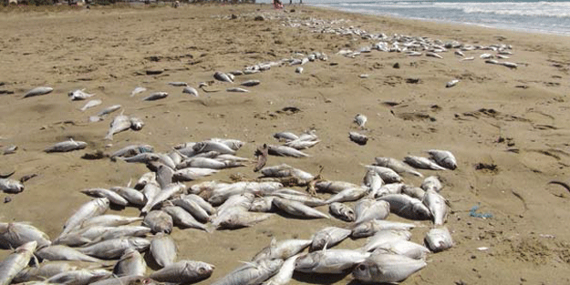 Yüzlerce balık karaya vurdu… Sahile gidenler şok geçirdi: İlk kez böyle bir şey oluyor!