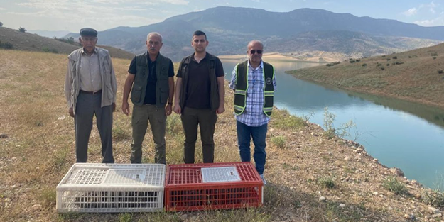 Yüzlerce kınalı keklik doğaya bırakıldı