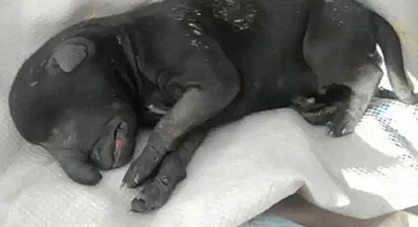 Yüzlerce kişi akın etti! Bu yavruyu görenin ağzı açık kalıyor