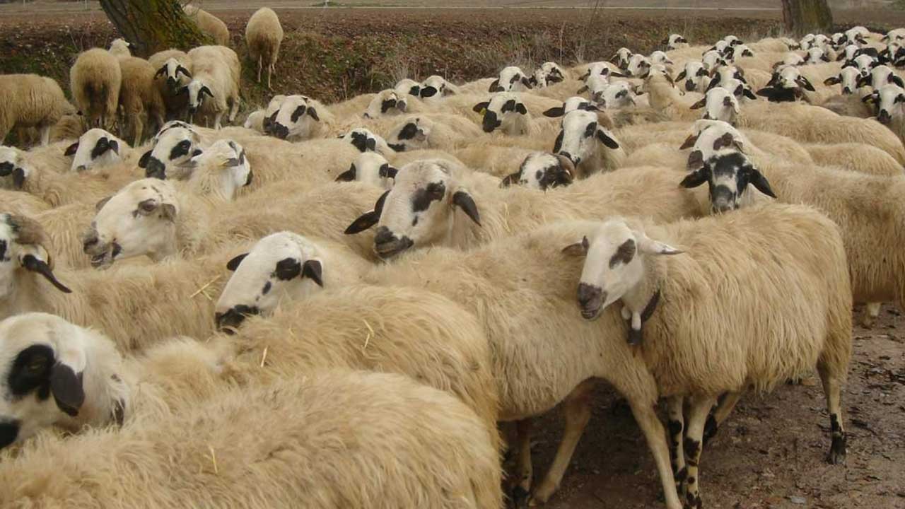 Yüzlerce koyun ölü olarak bulundu