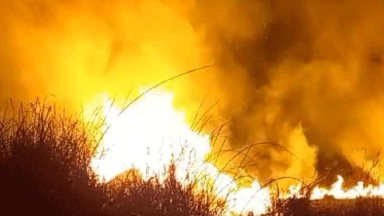 Yüzlerce kuş türünün yaşadığı sazlık alev alev yandı