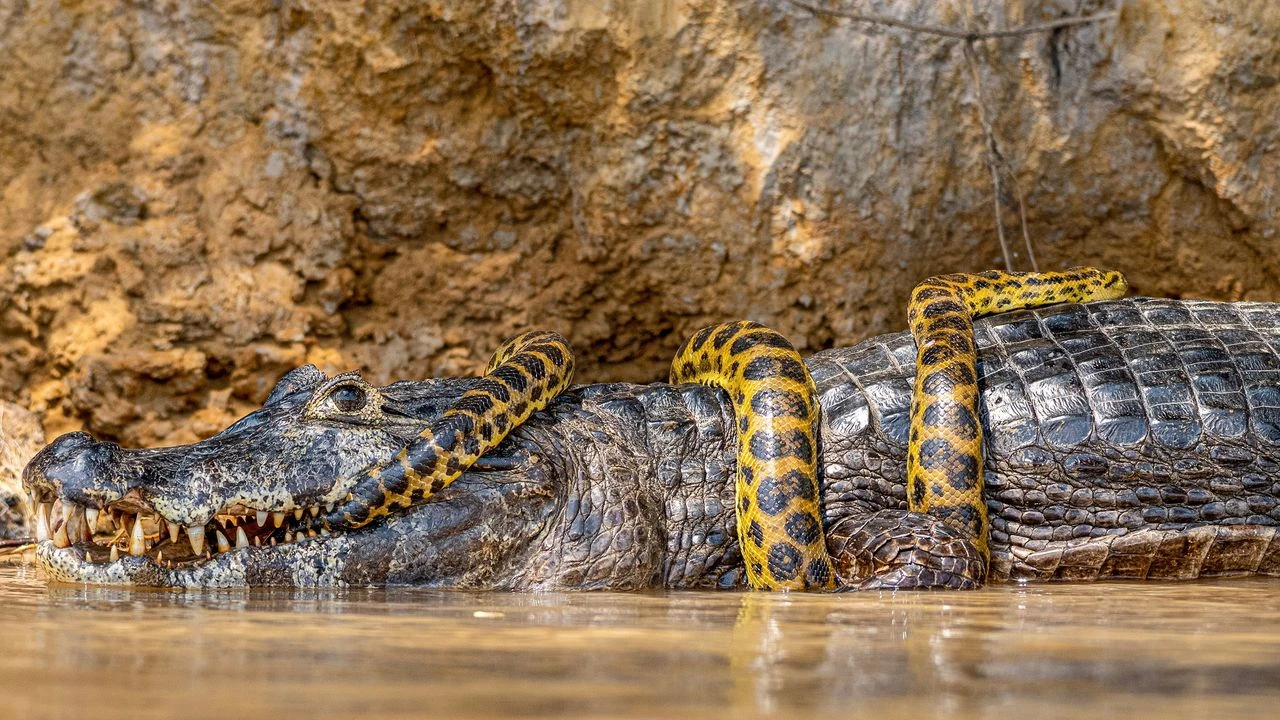 Yüzlerce timsah ve piton yılanı arasında hapishane kuruluyor!