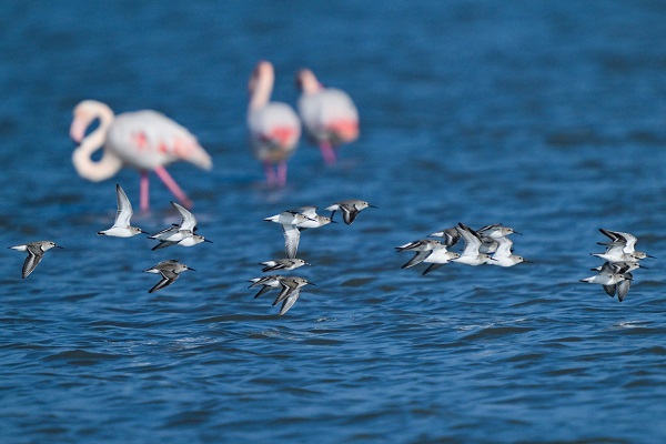 Yüzlerce türün yaşam alanı: Gediz Deltası