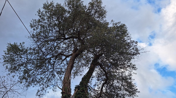 Yüzlerce vardı! Tek bir tane kaldı