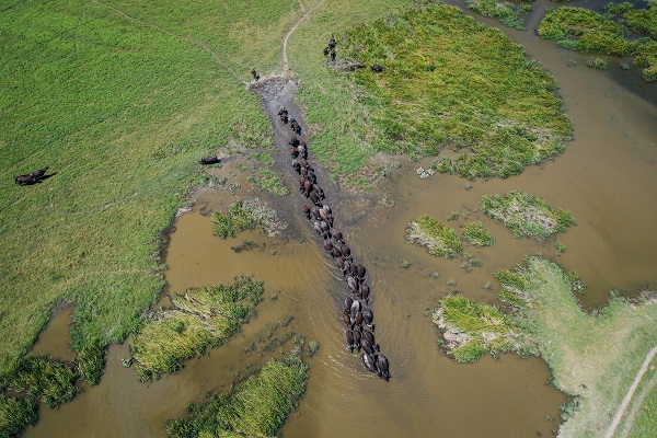 Yüzlerce yıllık geçmişe sahip! Burası Afrika savanaları değil Bursa