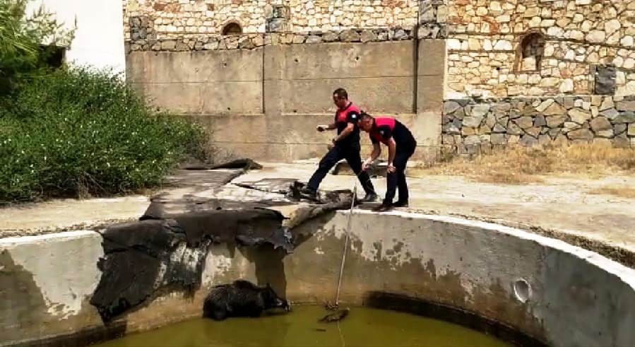 Yüzme havuzuna düşen anne domuz ve yavrularını itfaiye ekipleri kurtardı 