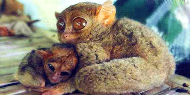  ‘Yüzüklerin Efendisi’ filminden çıkmış gibi! Dünyanın en ilginç hayvanı