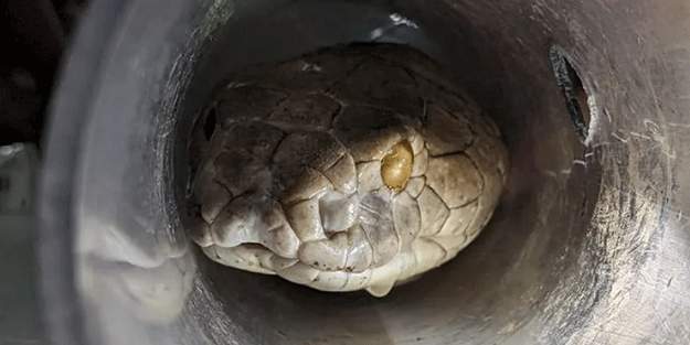 Yüzüne 3 santimetreden yaklaşmak öldürüyor! Böyle yılana böyle müdahale…