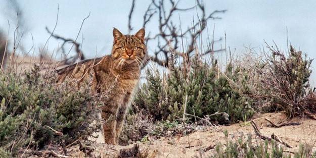 Yüzyıl sonra geri döndüler!