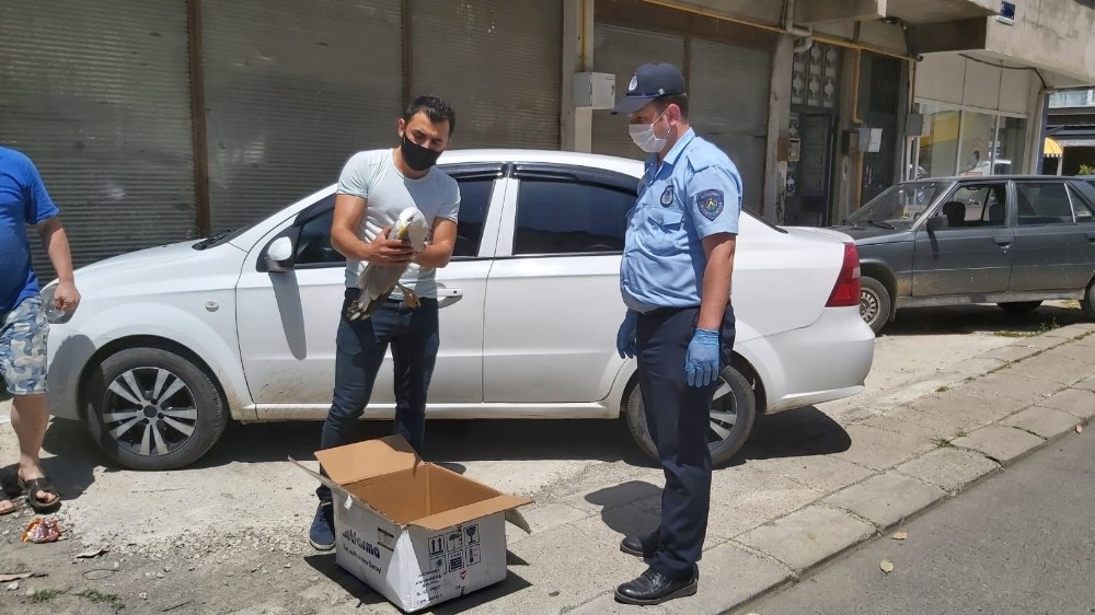 Zabıta ekiplerinin martı seferberliği 