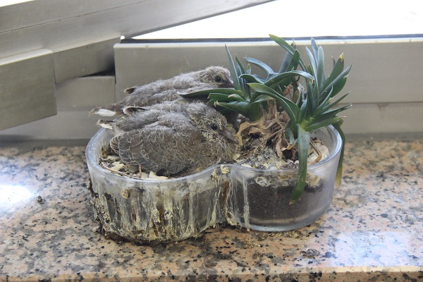 Zabıta müdürünün küçük misafirleri