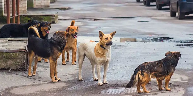 Zafer Partili başkan sınırları aştı: Keşke köpekler şu çocuklara dalıp parçalasa