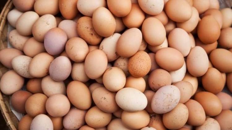 Zam şampiyonu yumurta üreticisini güldürmedi