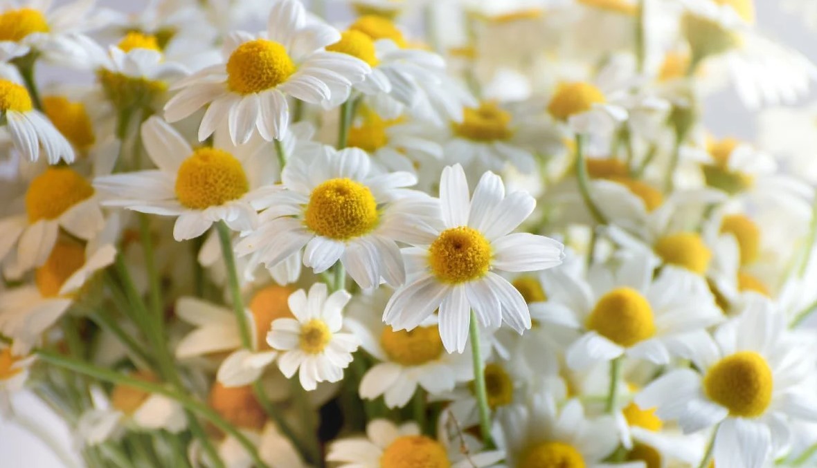 Zarafetin sembolü papatyalar hakkında bilinmesi gereken 25 gerçek