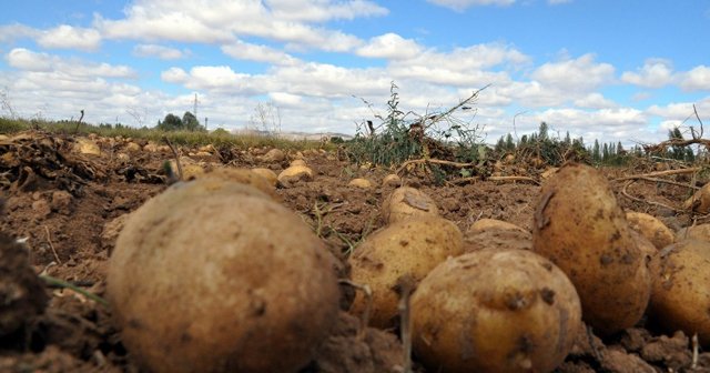 Zarar gören üreticiye 850 milyon TL destek