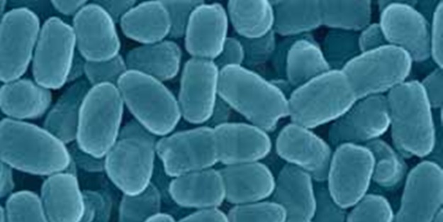 Zararlı gazları bakterilere temizletecekler