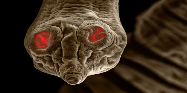 'Zararsız' denilen evcil hayvanlardaki parazitlerin rüyalarınıza girecek yakından çekilmiş fotoğrafı!