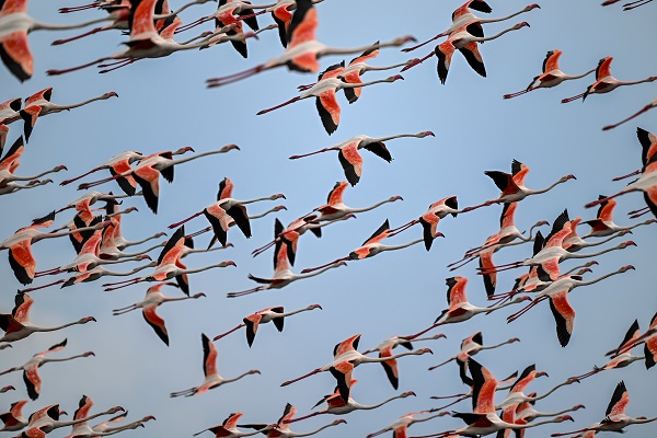 Zarif misafirlerden görsel şölen