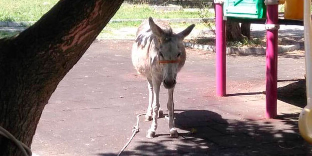 Zavallı eşeği aç, susuz halde çocuk parkına terk ettiler