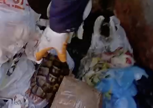 Zavallı kaplumbağa az daha ölüyordu!