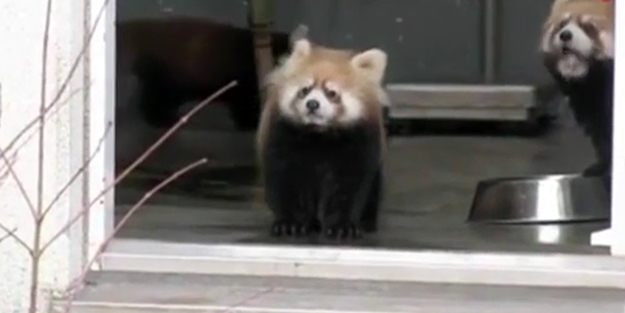 Zavallı pandanın ödü patladı!../VİDEO