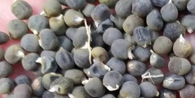 Zayıflamak isteyenin bir numarası: İlk kaşıkta savaş başlıyor