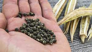 Zayıflatıyor ve hafızayı güçlendiriyor! İşte bamya tohumunun faydaları! Görünce herkes burun kıvırıyor ama...