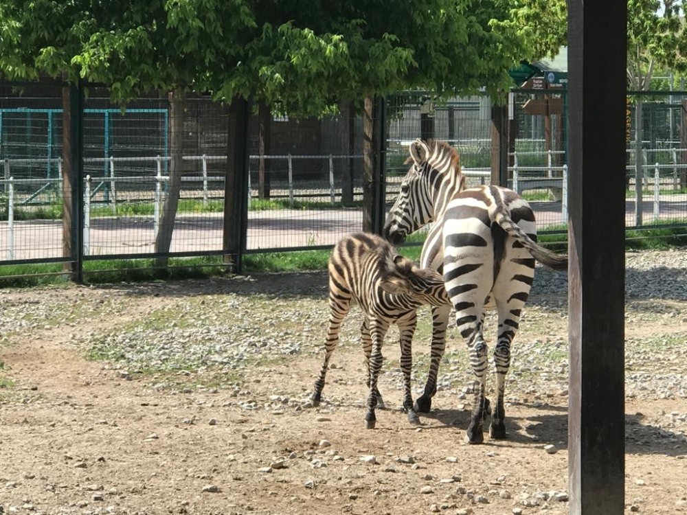 Zebra yavrusu Dilek 3 aylık oldu 