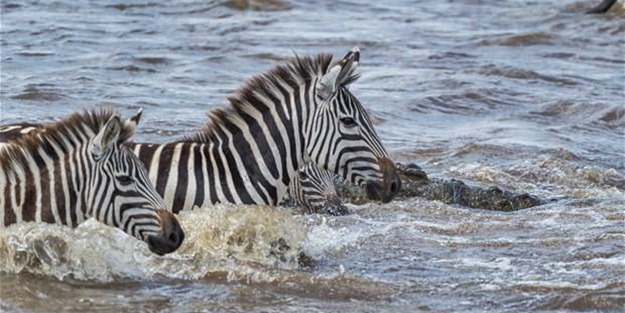 Zebranın hazin sonu