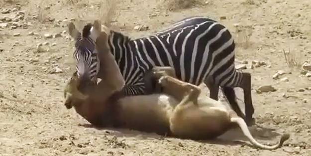 Zebraya saldıran aslanın başına gelenler - VİDEO