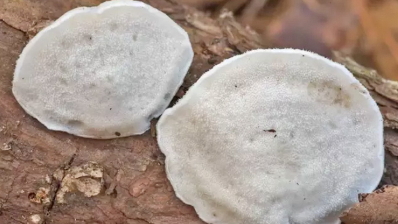 Zehir değil, ama çok acı! Bulunan en acı madde