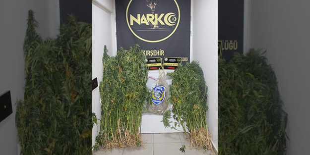 Zehir tacirlerine darbe! Onlarca kök Hint keneviri ele geçirildi