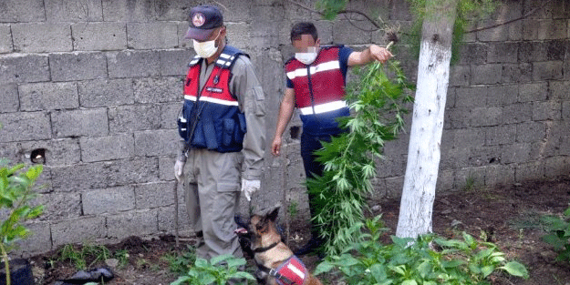 Zehir tacirlerine drone destekli baskın