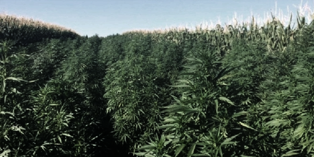 Zehir tacirlerine nefes aldırmıyorlar: Lice kırsalında 52 bin kök kenevir ele geçirildi!